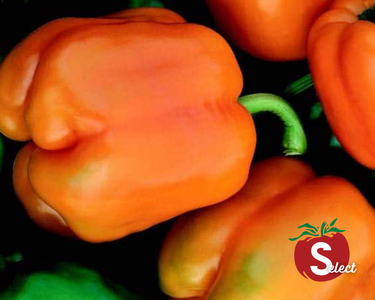 Goliath Sweet Orange Hybrid Pepper Seeds